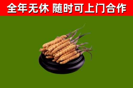 崇义烟酒回收冬虫夏草.jpg